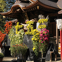 七五三まいり・大菊花展