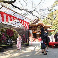 七五三まいり・大菊花展